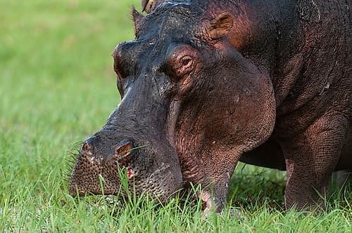 Close-up of a hippopotamus grazing on a grass Chobe National Park-Botswana Nature Print